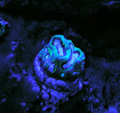 coralid.jpg