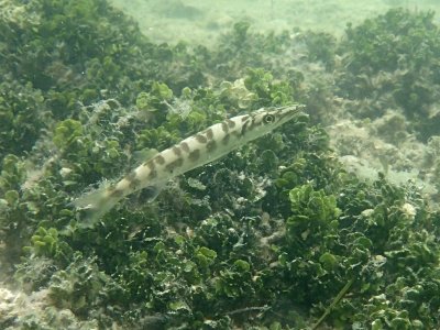 Juvenile barracuda.jpg