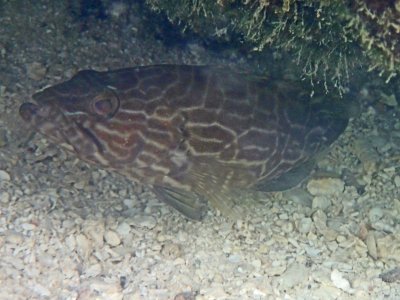 Juvenile black grouper.jpg