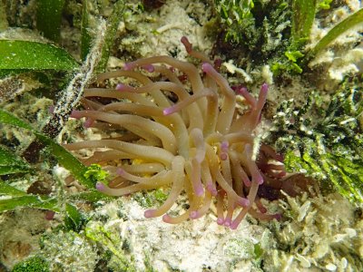 condylactis anemone.jpg