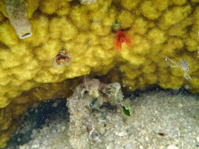 hard coral with feather dusters.jpg