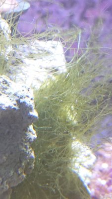 Algae 4.jpg