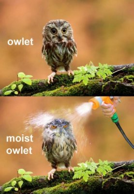 owlet-moist-owlet.jpg
