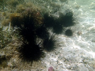 P6190232 R1 valley of long spine urchins.jpg