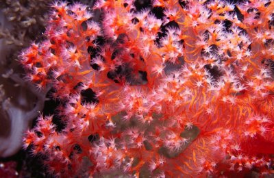 SoftCoral_13_11a.jpg