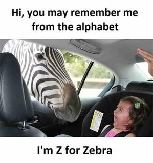 zebra.jpeg