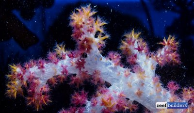 dendronephthya-carnation-coral-3.jpg