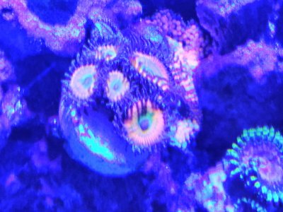 IMG_20190817_183036.jpg
