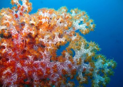 1-alcyonaria-soft-coral-colin-knight.jpg