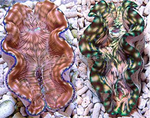 a-117-giant-clam-derasa2-1.jpg