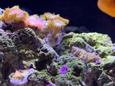 What Is This White Hair Looking Stuff Reef2reef Saltwater And