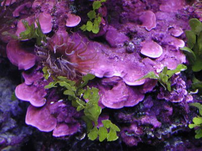 coralline-algae-joseph-knight-768x576.jpg