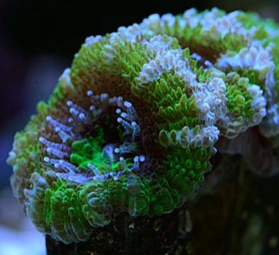 Coral14.1.jpg