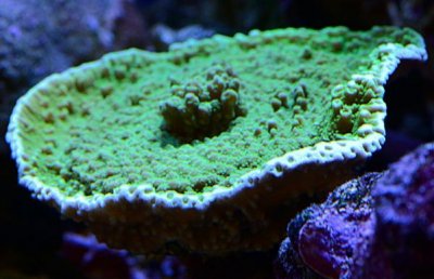 Coral 21.jpg