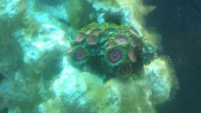 Zoanthid Colony from 5-8-14.jpg