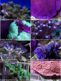 New Corals 05-16-2014.jpg