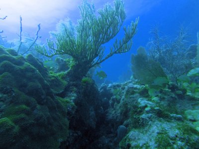 large staghorn coral.jpg