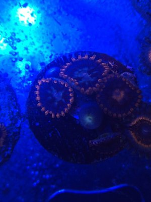 Fire and Ice Zoa.JPG