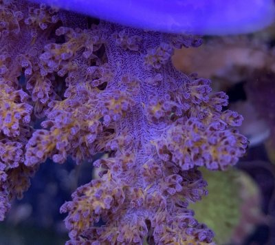 Coral1blue.jpg