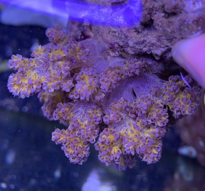 coral1gold.jpg