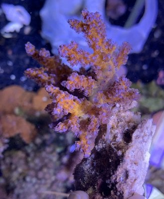 coral1orange.jpg
