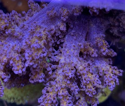 coral2blue.jpg