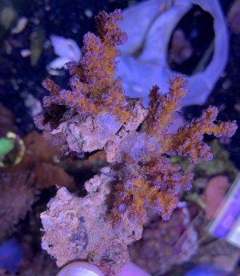 coral2orange.jpg