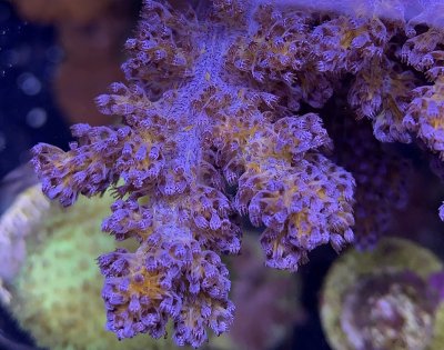 coral3blue.jpg