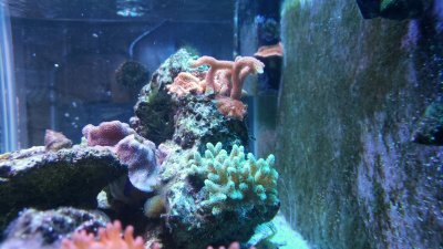 How accurate is your thermometer?  REEF2REEF Saltwater and Reef Aquarium  Forum