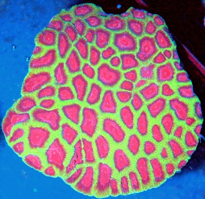 1 favorite coral.jpg