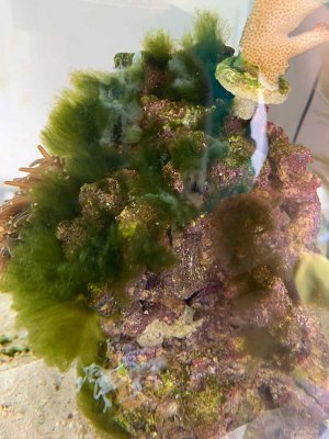 algae.jpg