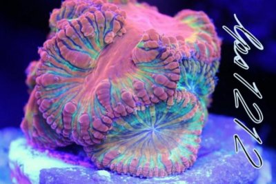 125334d1392004127-some-my-gems-large-polyp-stony-have-large-soft-polyps-corals-img_5985.jpg