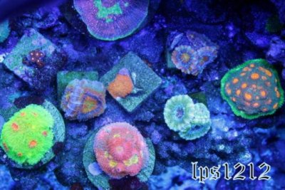 65224d1366857199-some-my-gems-large-polyp-stony-have-large-soft-polyps-corals-img_3956.jpg