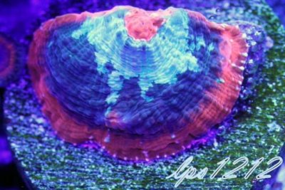 125566d1392161079-some-my-gems-large-polyp-stony-have-large-soft-polyps-corals-image.jpg
