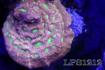 151774d1401232918-some-my-gems-large-polyp-stony-have-large-soft-polyps-corals-img_6266.jpg