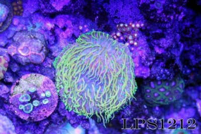 129840d1393811055-some-my-gems-large-polyp-stony-have-large-soft-polyps-corals-image.jpg