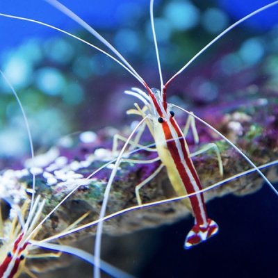 redline-cleaner-shrimp.jpg