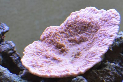 monti closeup small.jpg