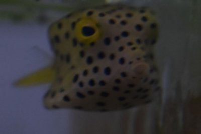 boxfish small.JPG