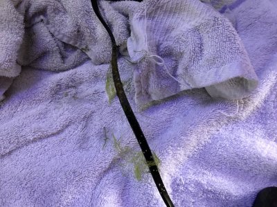 B372C10D-4927-4AA5-AD26-3262ED518F68.jpeg