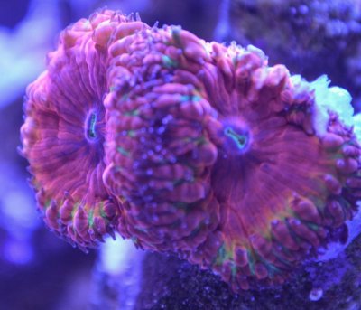 RainbowBlasto (1 of 1).jpg