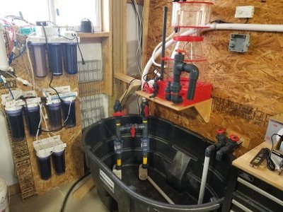 RO-DI new sump and skimmer.jpg