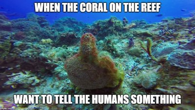 Middle Finger Coral Meme.jpg