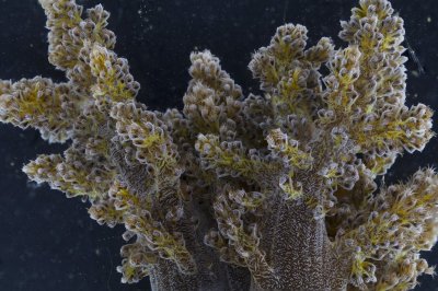 coral twoSmall.jpg