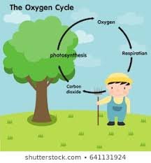 oxygen cycle.jpg