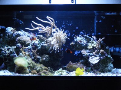 corals074.jpg