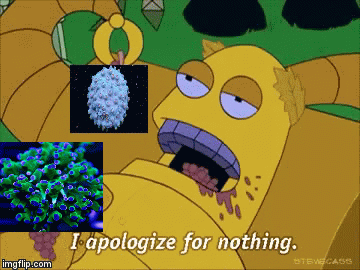 apologize for nothing coral gif.gif
