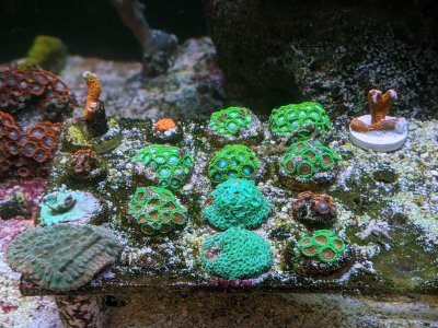 frags.jpg frags.jpg