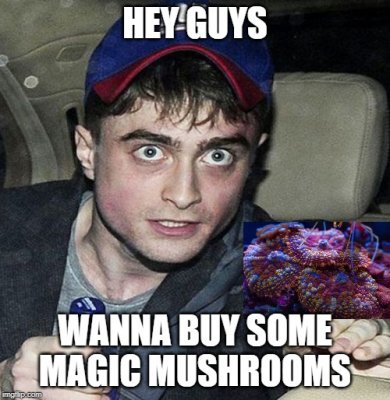 mushroom coral meme.jpg