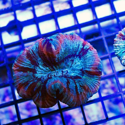 Rainbow Brain Coral 2 149-79.jpg